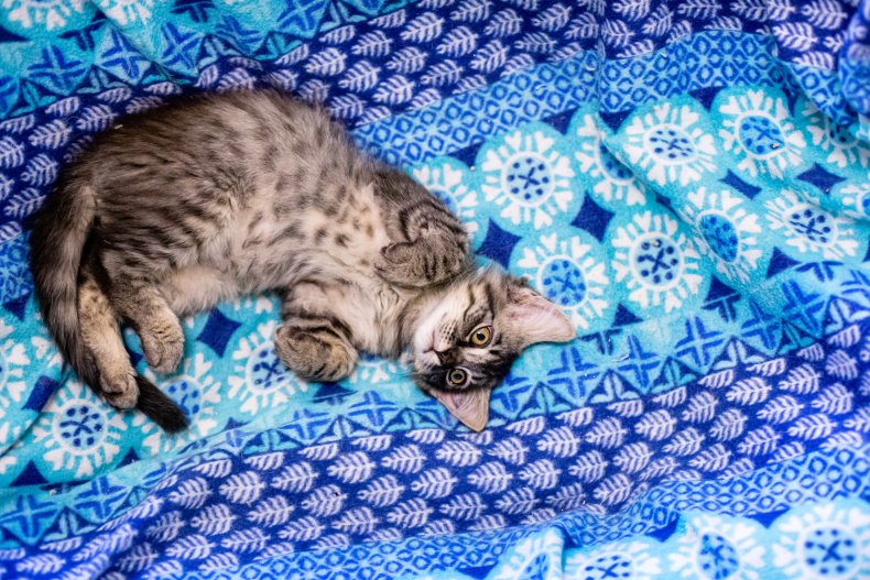 The Ocicat