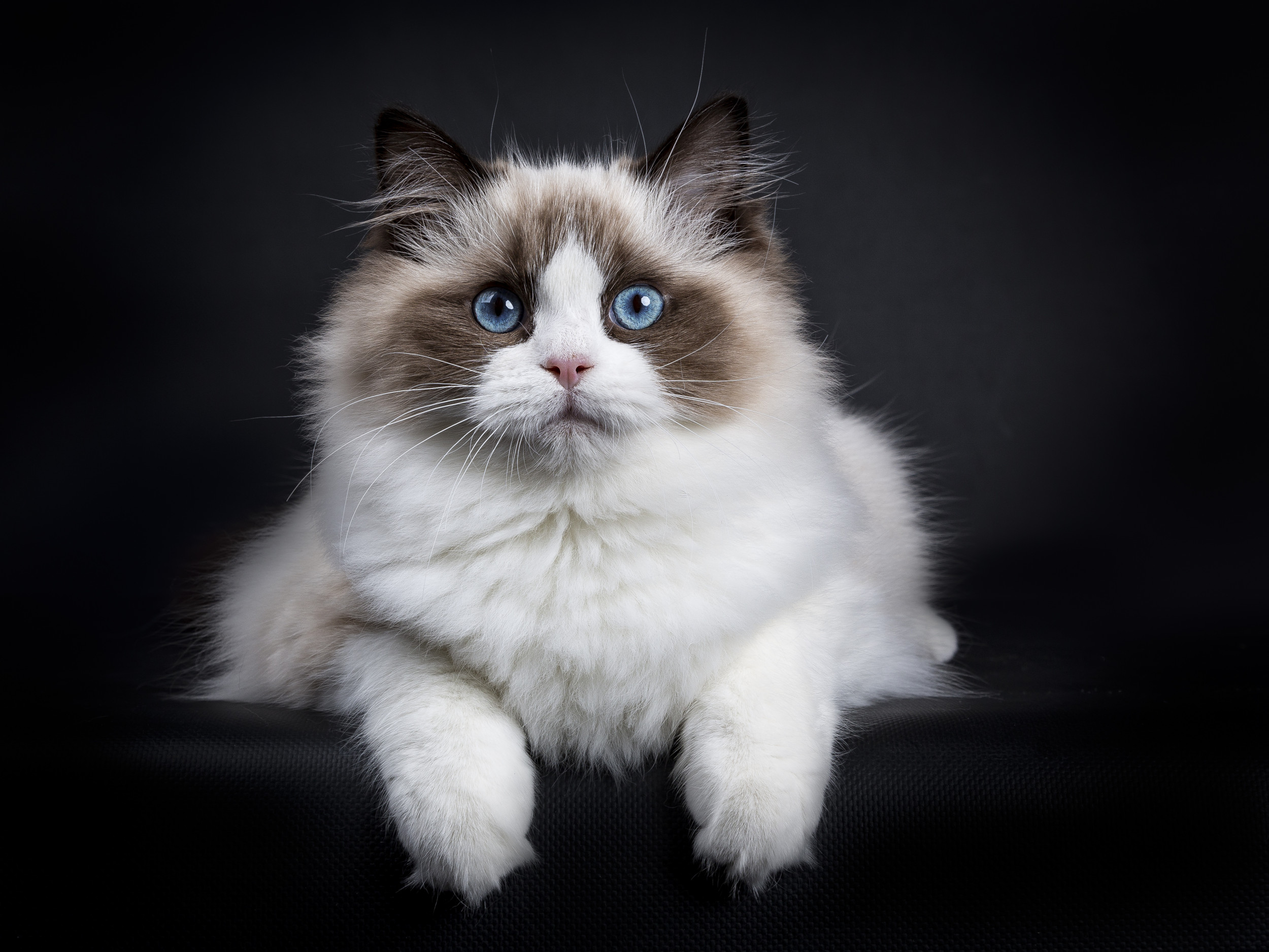 Grey and store white fluffy cat