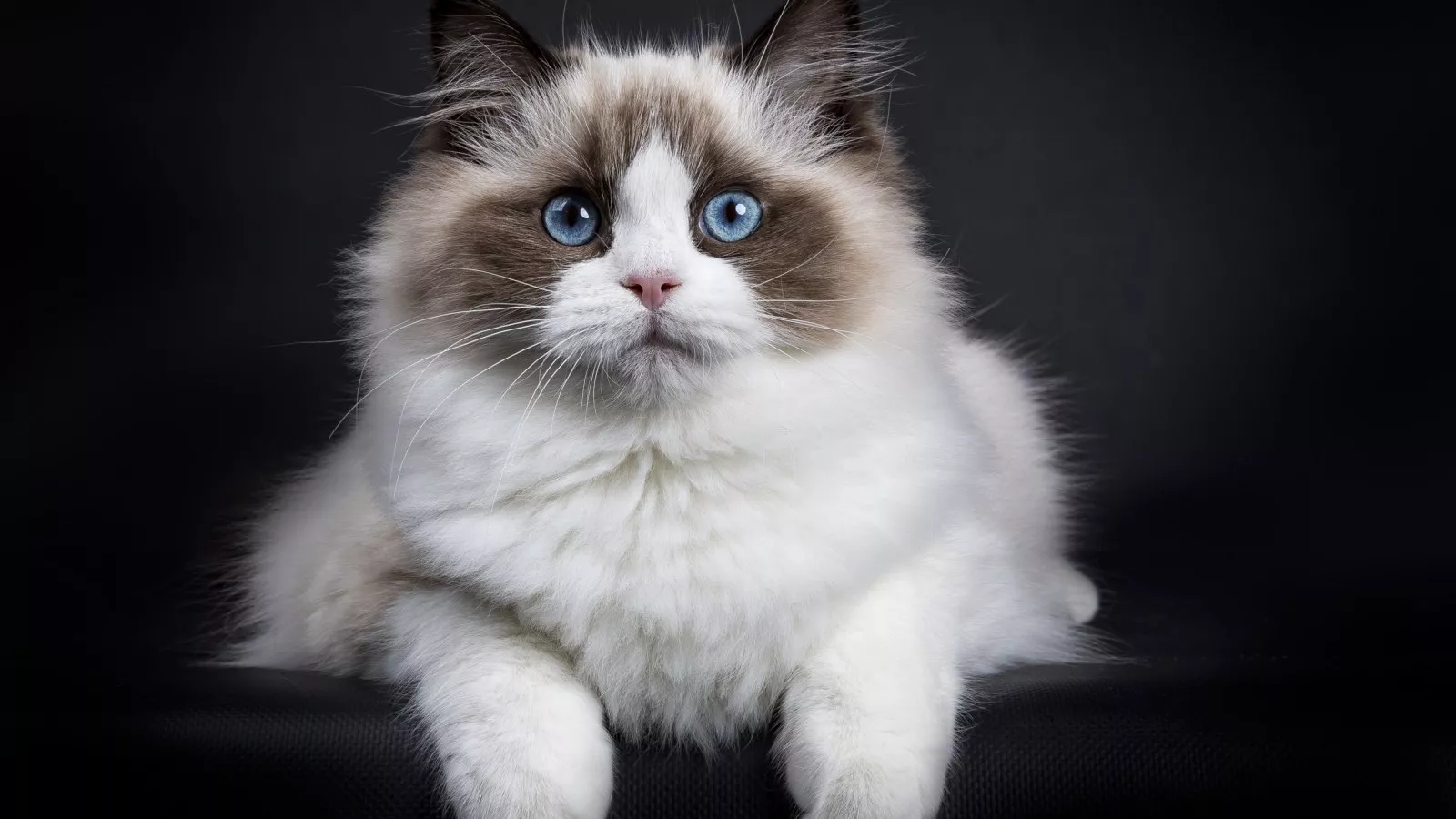 20 of the Fluffiest Cat Breeds 20 of the Fluffiest Cat Breeds