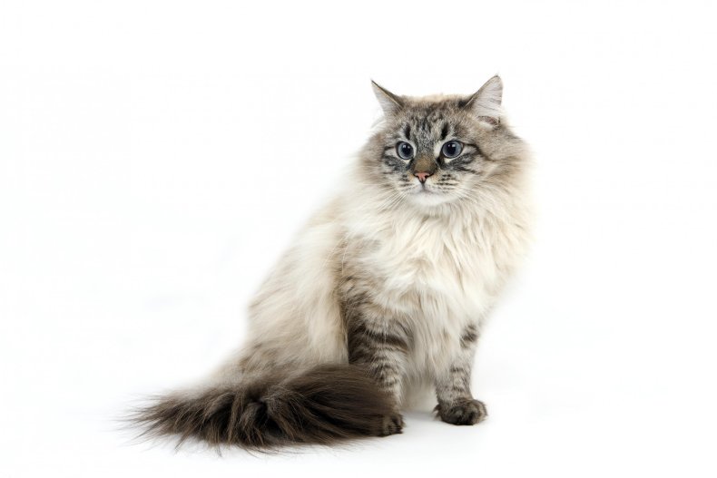 Siberian cat