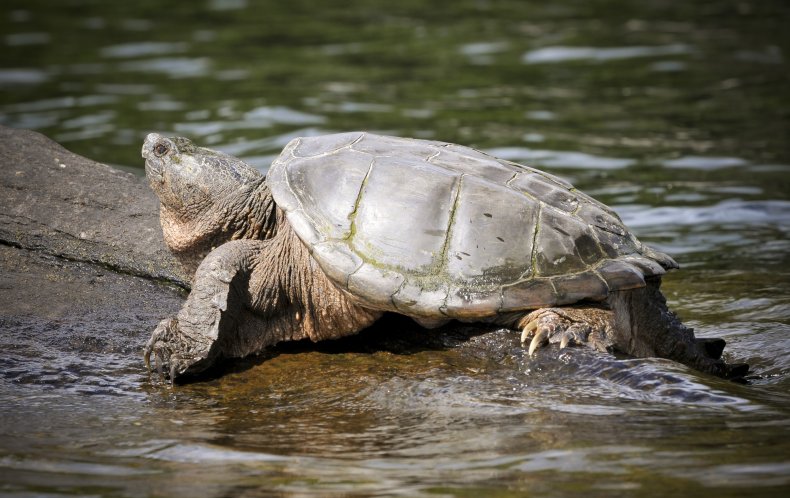 Stock image of a snapping turtle