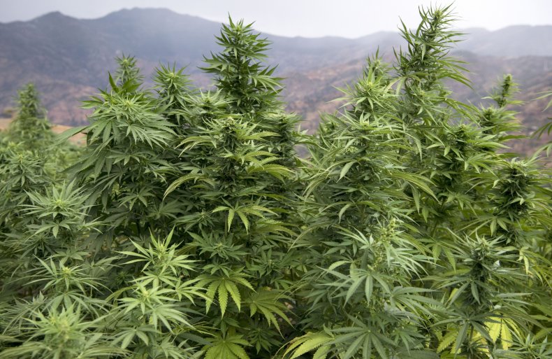 Cannabis plants are pictured in a field