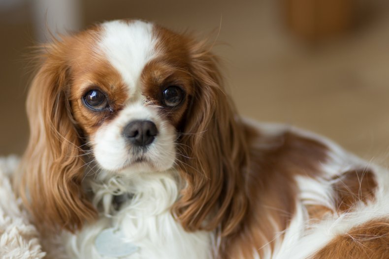 Cavalier King Charles Spaniel