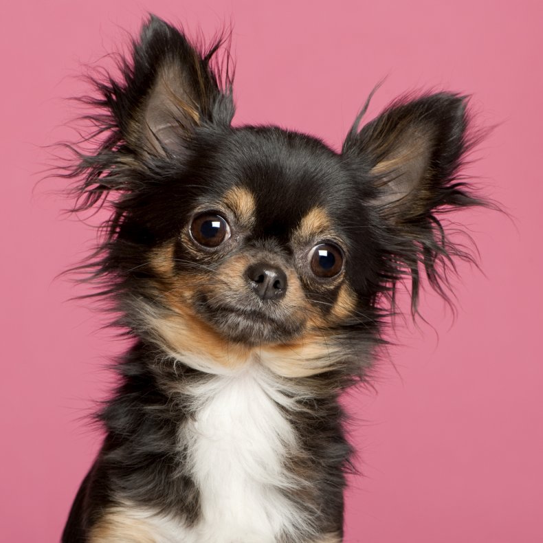 25 Dog Breeds That Stay Small
