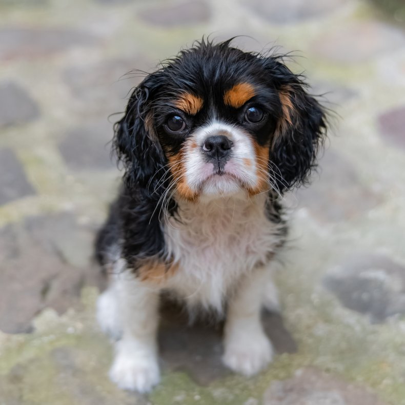 English Toy Spaniel