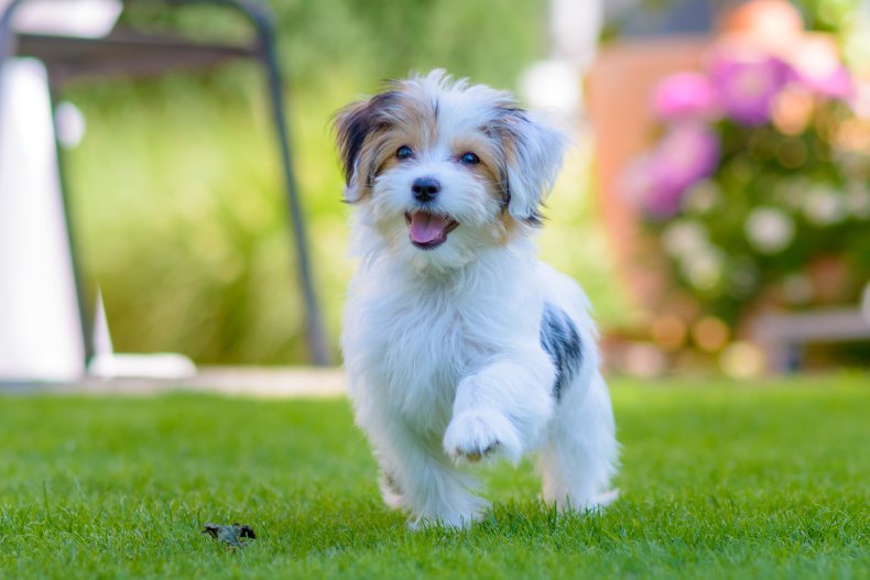 Havanese