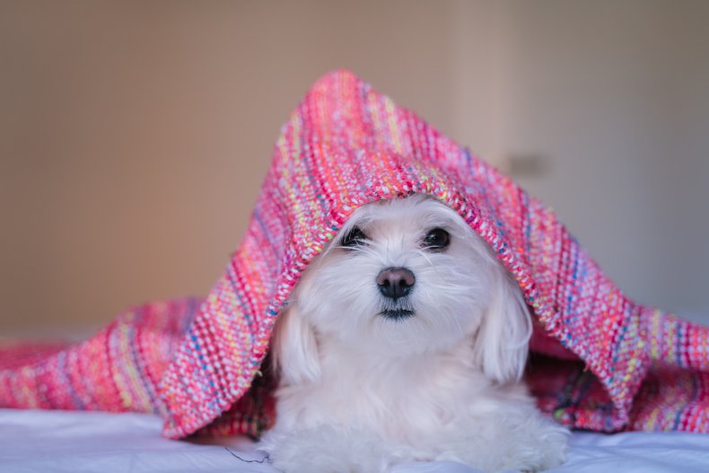 Maltese