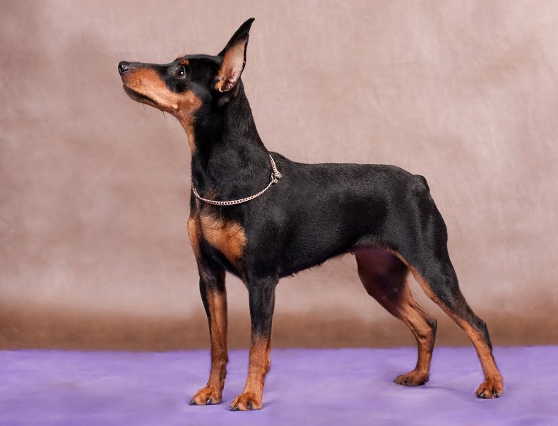 Miniature Pinscher