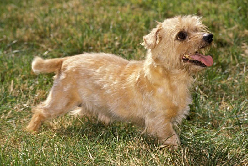 Norfolk Terrier