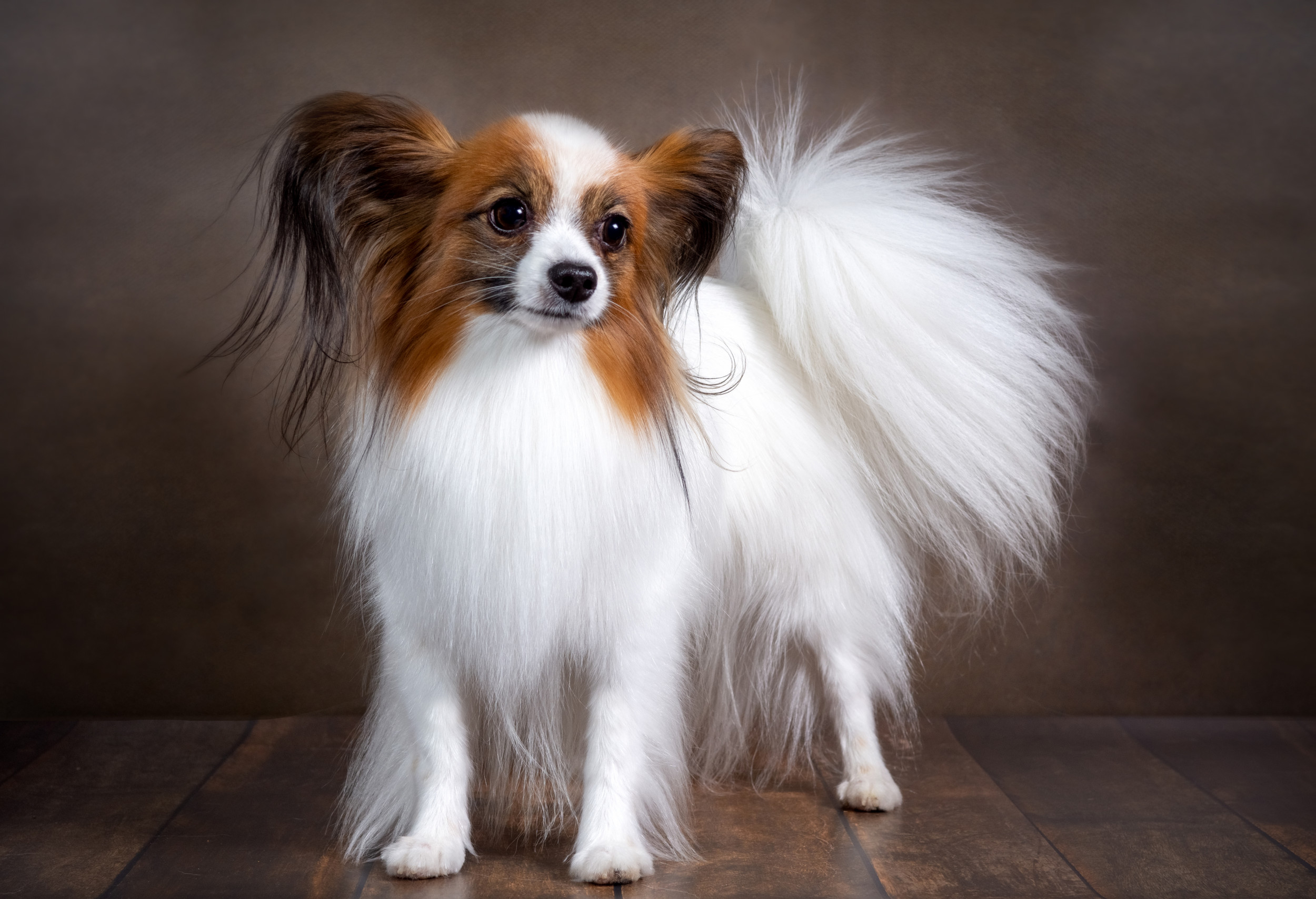 Best small dog shop breeds for kids