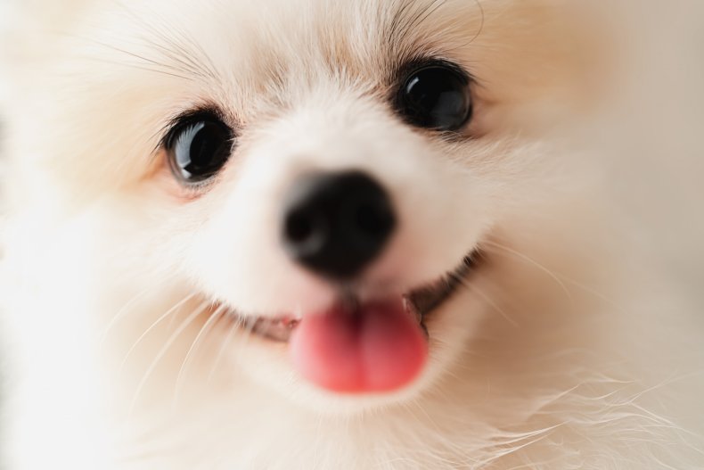 Pomeranian