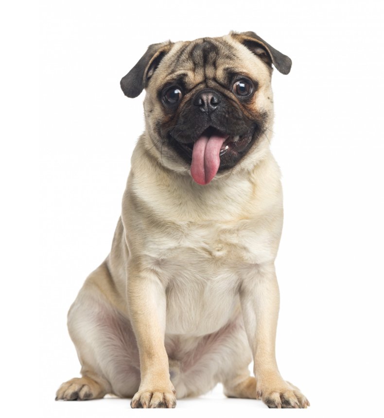 Pug