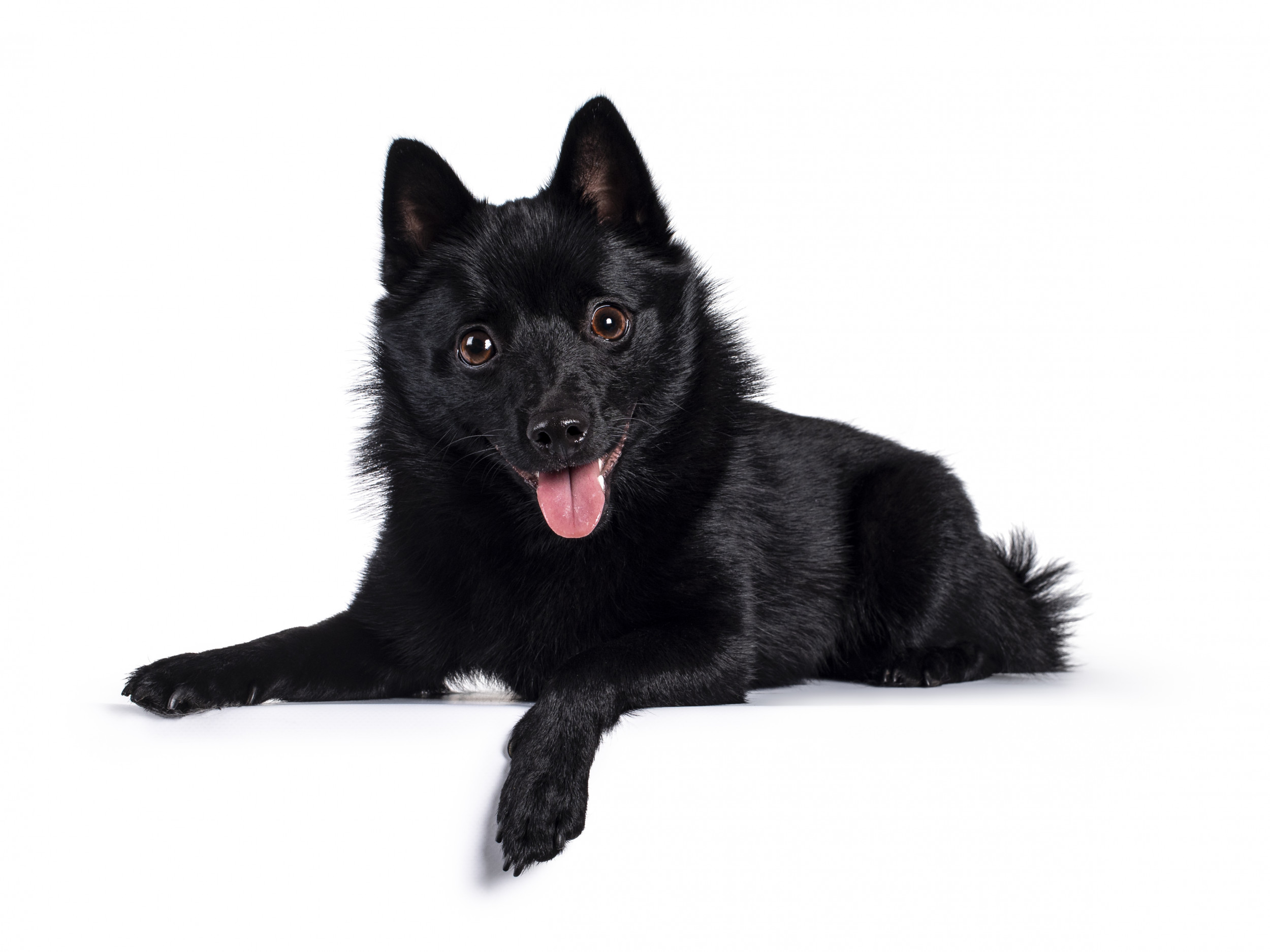 Black dog breeds small best sale