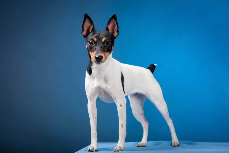 Toy Fox Terrier