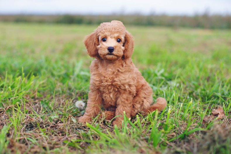 Toy Poodle 