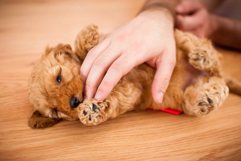 Yorkipoo