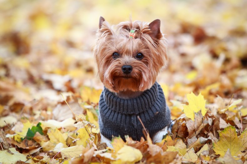 Yorkshire Terrier