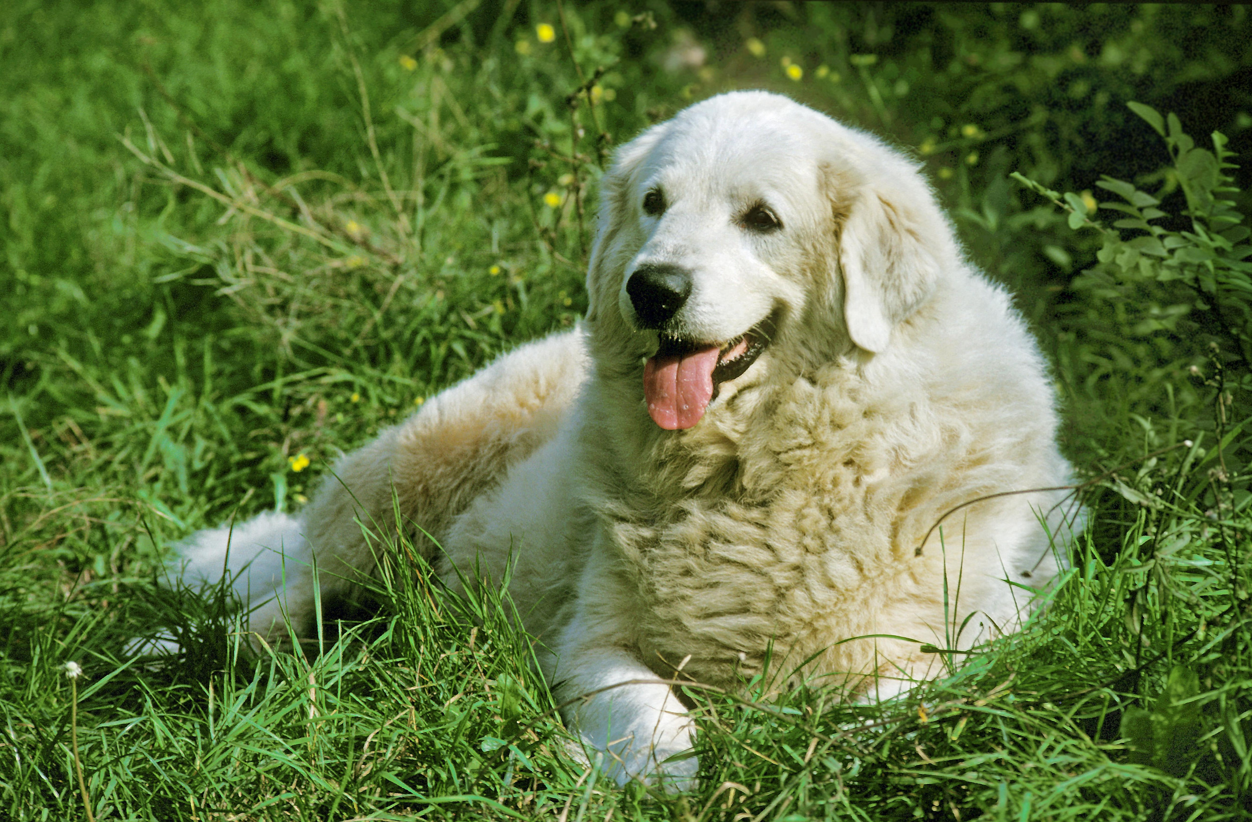Stock image of a Great Pyrenees Dog