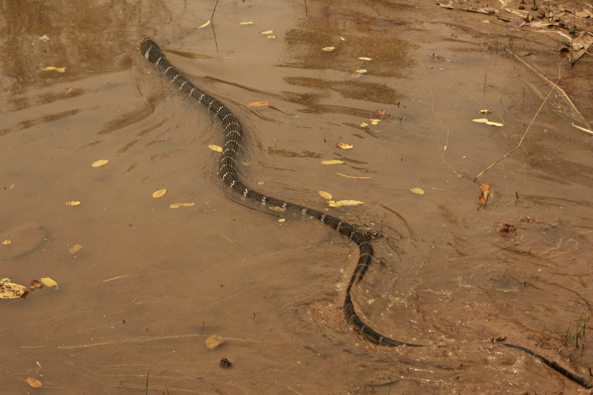 king cobra swimming through river