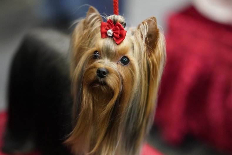 Yorkshire Terrier