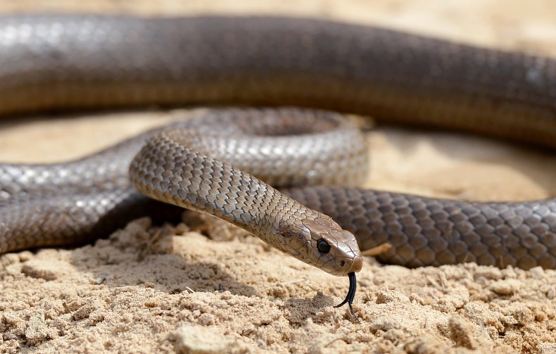 Deadly Australia eastern brown snake