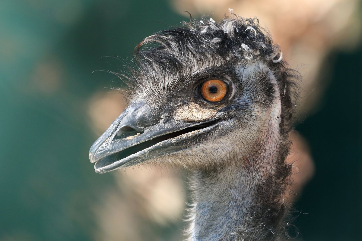 An emu at an animal refuge center