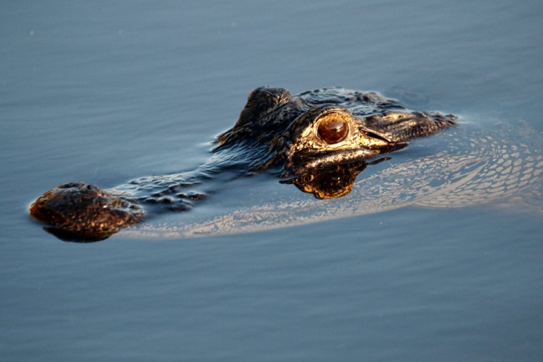 Submerged Alligator Head
