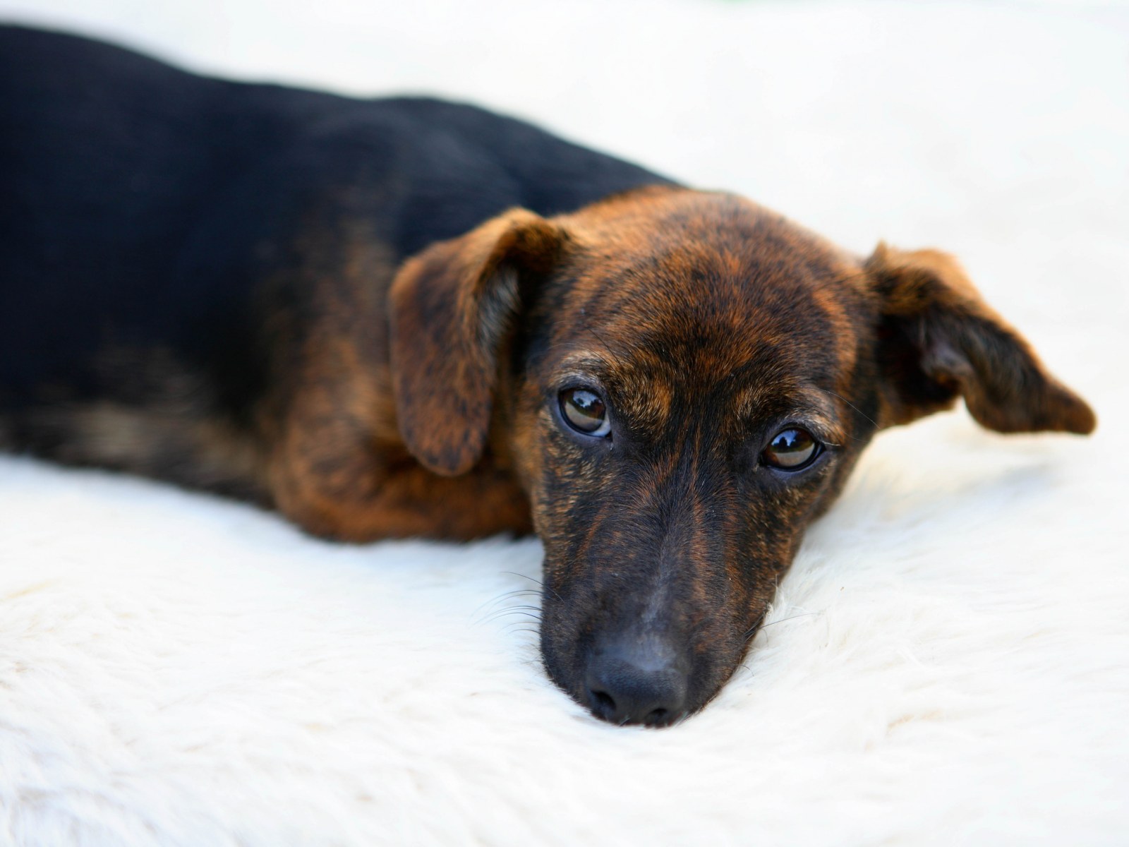 Dog Tucks In Sleeping Baby At Night In Adorable Viral Video Dog Tucks In Sleeping Baby At Night In Adorable Viral Video