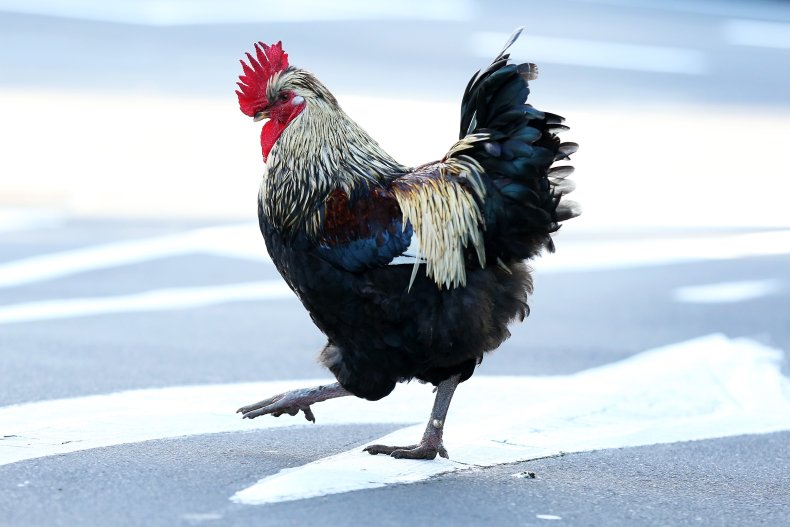 Rooster