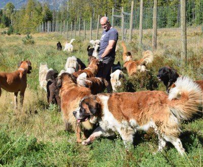 Dogs, rescue dogs, dog adoption Dogs, rescue dogs, dog adoption