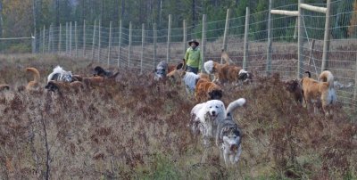 Dogs, rescue dogs, dog adoption Dogs, rescue dogs, dog adoption