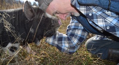 Dogs, rescue dogs, dog adoption, animals, farm Dogs, rescue dogs, dog adoption, animals, farm