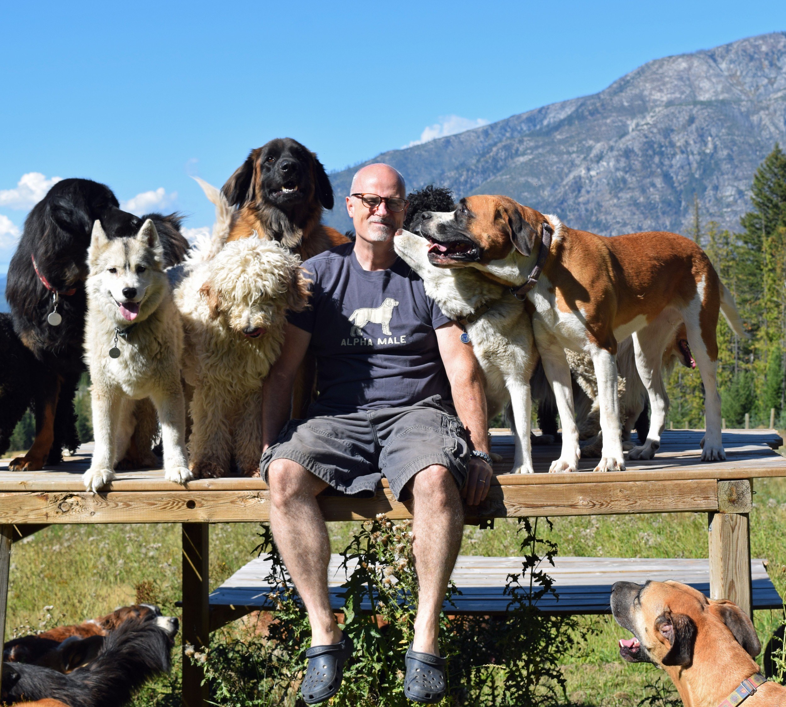 'I've Adopted 70 Rescue Dogs' - Newsweek