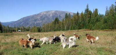 Dogs, rescue dogs, dog adoption Dogs, rescue dogs, dog adoption