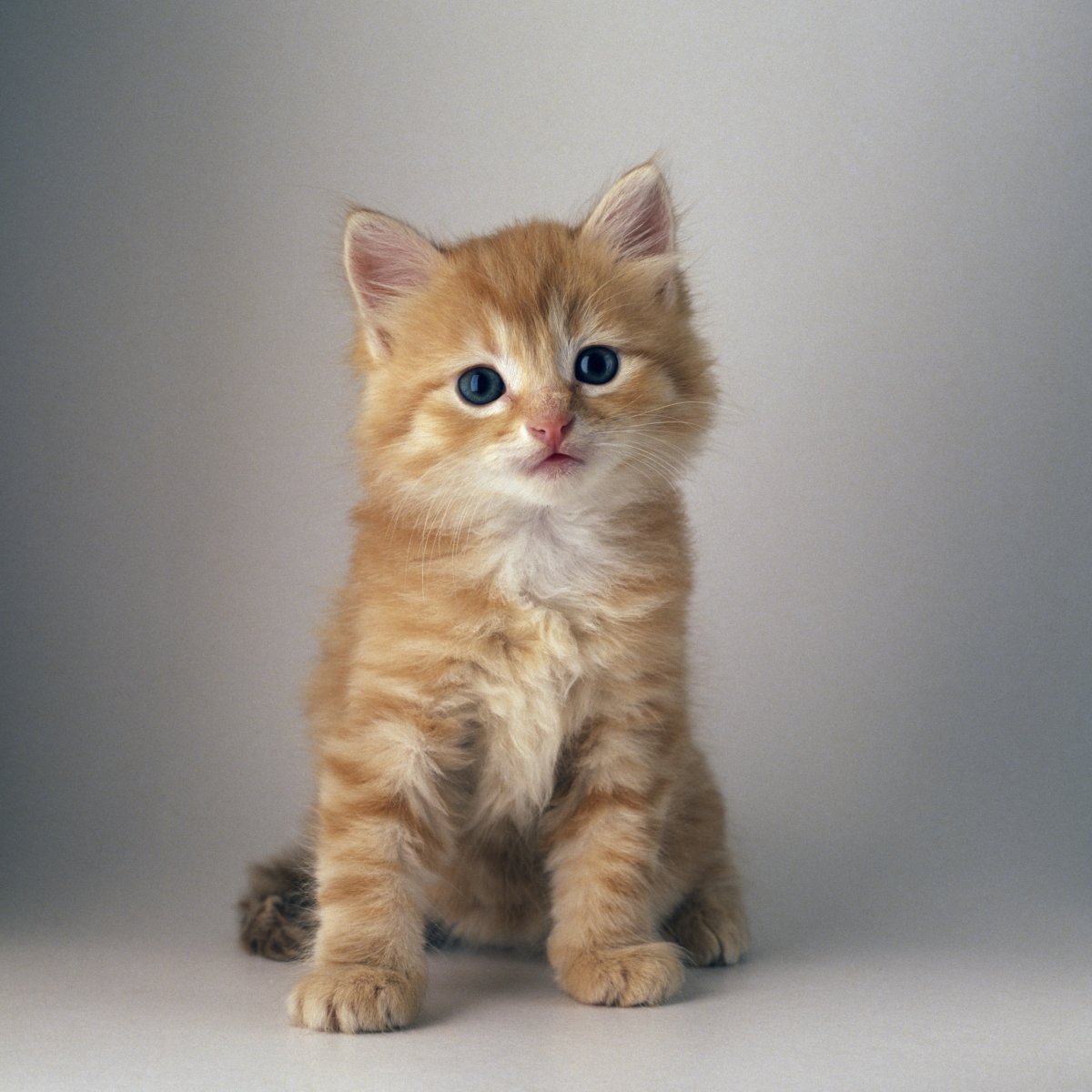 orange and white kitten