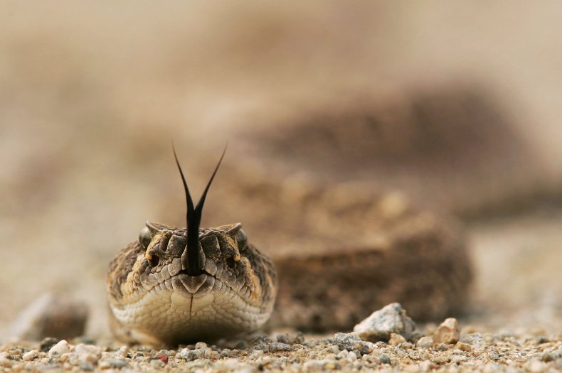 Rattlesnake in Arizona 
