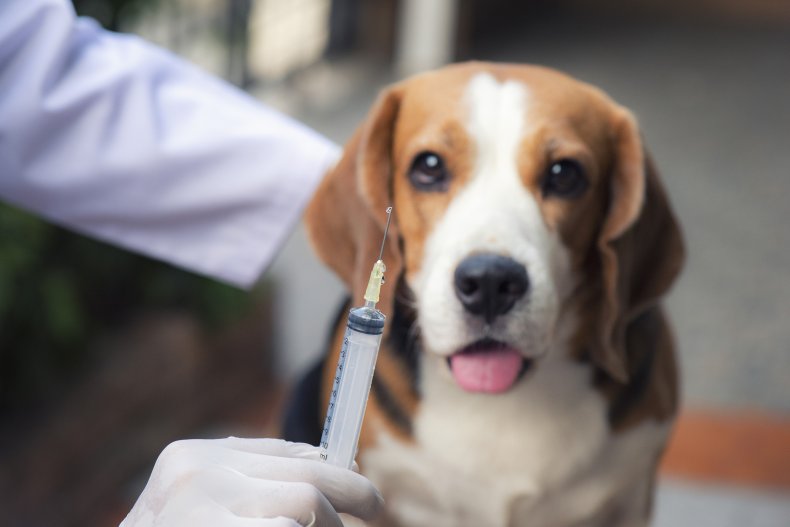 Chile veterinarians COVID-19 vaccine shortage dog medicine