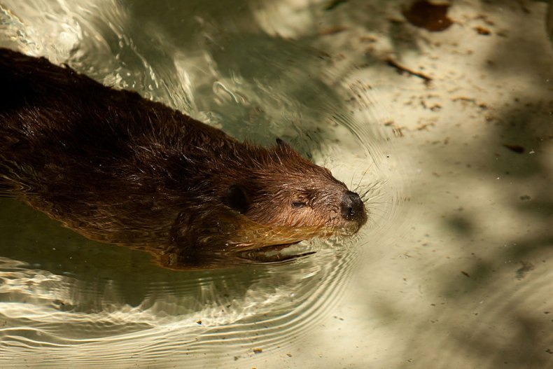 Beaver swimming in North America
