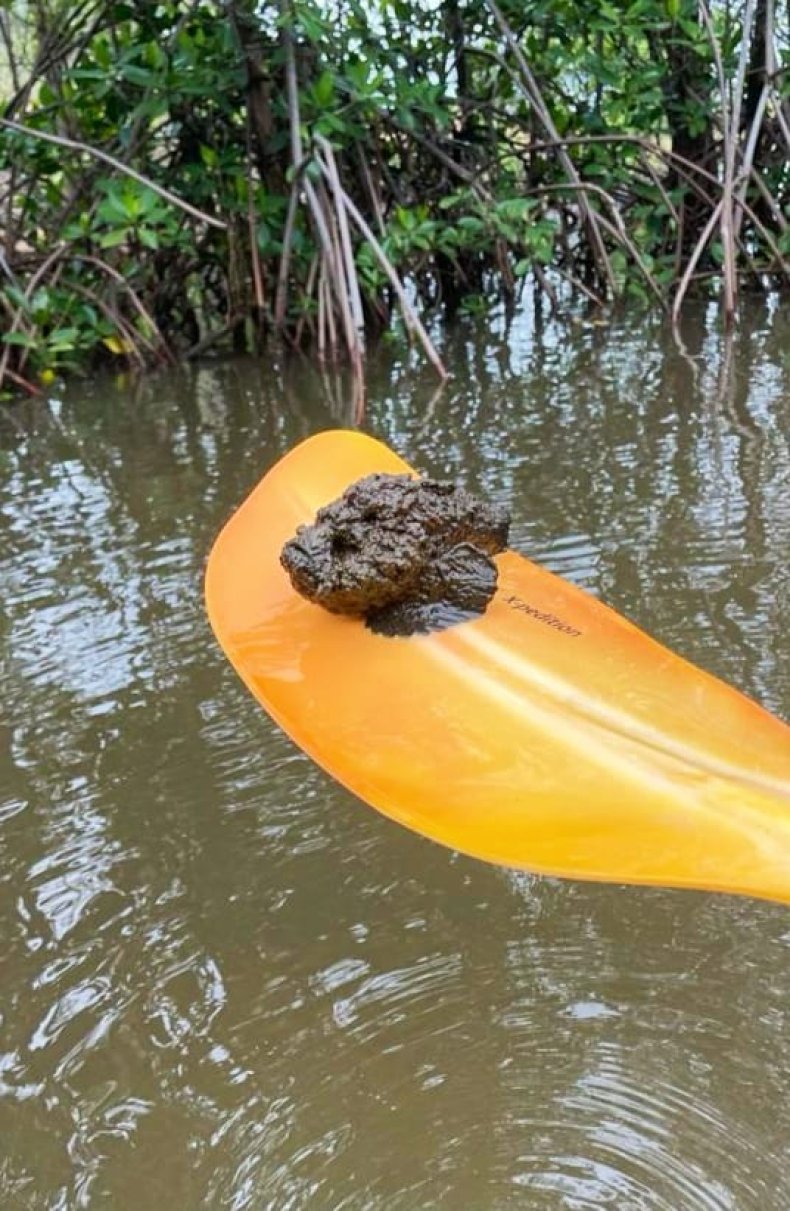 Stonefish on paddle