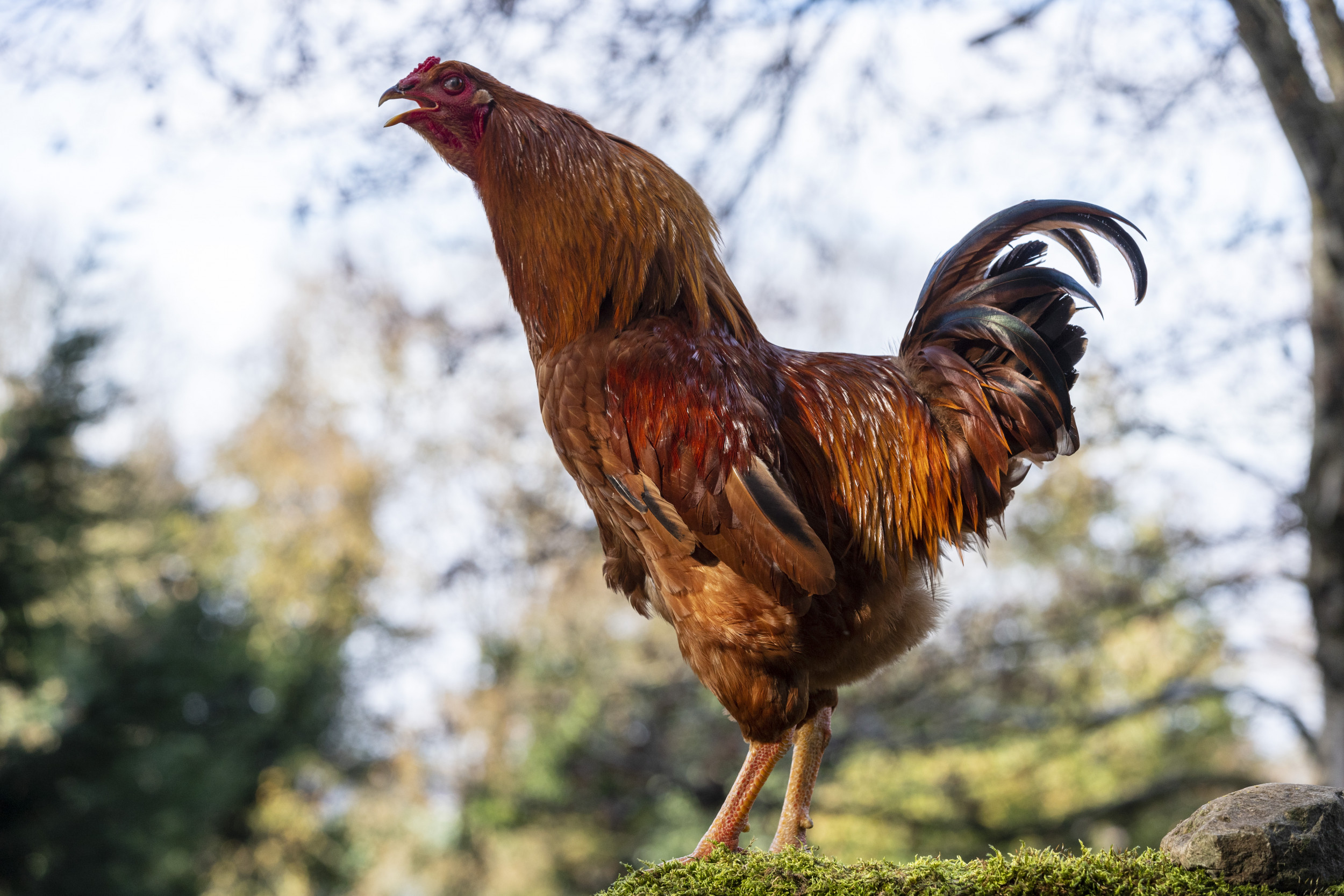 Chicken Chases Dog in Viral Video Like a Real Life Cartoon Newsweek