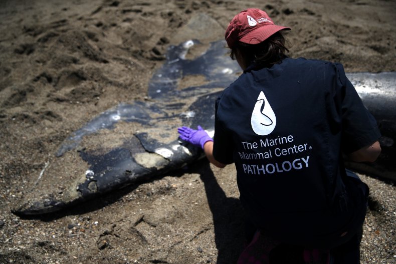 Whale researcher by dead whale