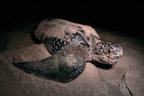 CUL_Map_Migrations_The Leatherback Turtle
