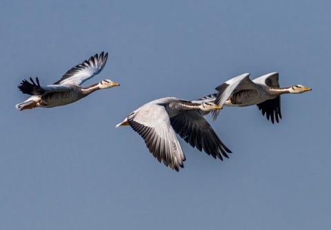 CUL_Map_Migrations_The bar-headed goose
