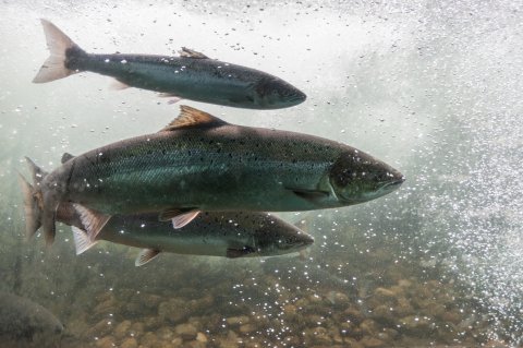CUL_Map_Migrations_ Salmon