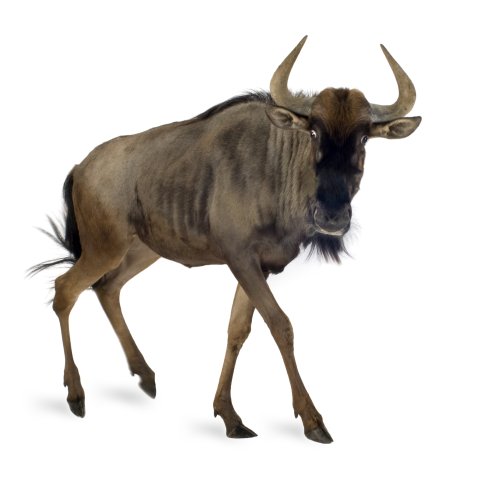 CUL_Map_Migrations_ Wildebeest