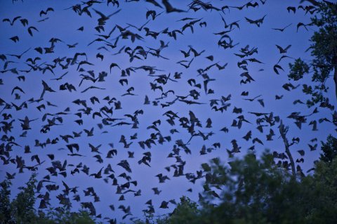 CUL_Map_Migrations_Straw-coloured Fruit Bats