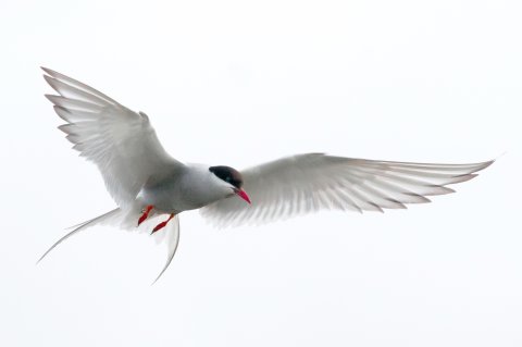 CUL_Map_Migrations_arctic tern