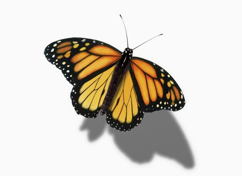 CUL_Map_Migrations_monarch butterfly