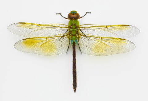 CUL_Map_Migrations_Green darner