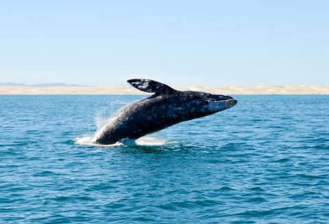 CUL_Map_Migrations_gray whale